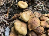 Hypholoma capnoides image