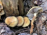 Hypholoma capnoides image
