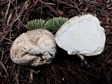 Gastropila fumosa image