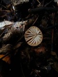 Marasmius siccus image