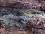 Menispora cobaltina image