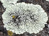 Dimelaena oreina image
