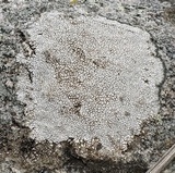 Buellia spuria image