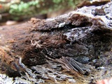 Dendrostilbella smaragdina image