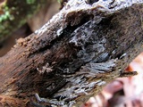 Dendrostilbella smaragdina image