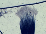 Dendrostilbella smaragdina image