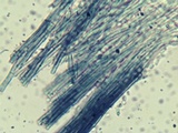Dendrostilbella smaragdina image