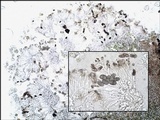 Rinodina atrocinerea image