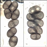 Rinodina atrocinerea image