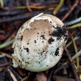 Elaphomyces granulatus image