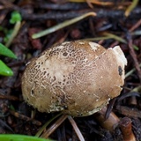 Elaphomyces granulatus image