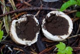 Elaphomyces granulatus image