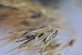 Ustilago bullata image