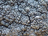 Pertusaria mammosa image
