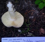 Tricholoma saponaceum image