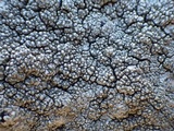 Pertusaria mammosa image
