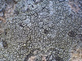 Pertusaria mammosa image