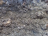 Pertusaria mammosa image