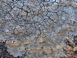 Pertusaria mammosa image