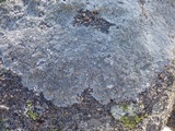 Pertusaria mammosa image