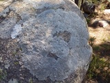 Pertusaria mammosa image