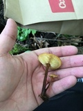 Xeromphalina tenuipes image