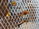 Xeromphalina tenuipes image