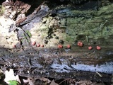 Lycogala epidendrum image