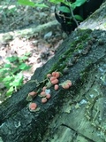 Lycogala epidendrum image