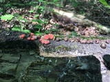 Lycogala epidendrum image