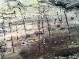 Lycogala epidendrum image