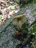 Pluteus granularis image