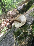 Pluteus granularis image