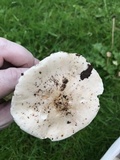 Limacella guttata image