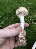 Limacella guttata image