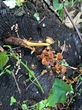 Xeromphalina tenuipes image