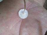 Mycetinis opacus image