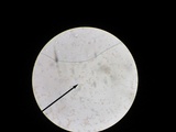 Mycetinis opacus image