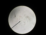 Sarcoscypha occidentalis image