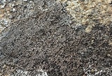 Rhizocarpon grande image
