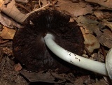 Coprinopsis variegata image