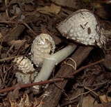 Coprinopsis variegata image