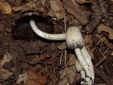Coprinopsis variegata image