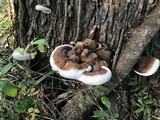 Ganoderma lobatum image