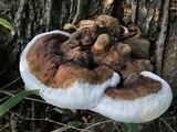 Ganoderma lobatum image