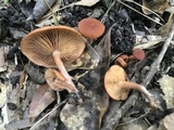 Lactarius subserifluus image