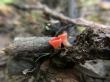 Sarcoscypha occidentalis image