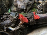 Sarcoscypha occidentalis image