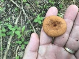 Lactarius subserifluus image