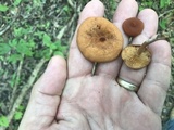 Lactarius subserifluus image
